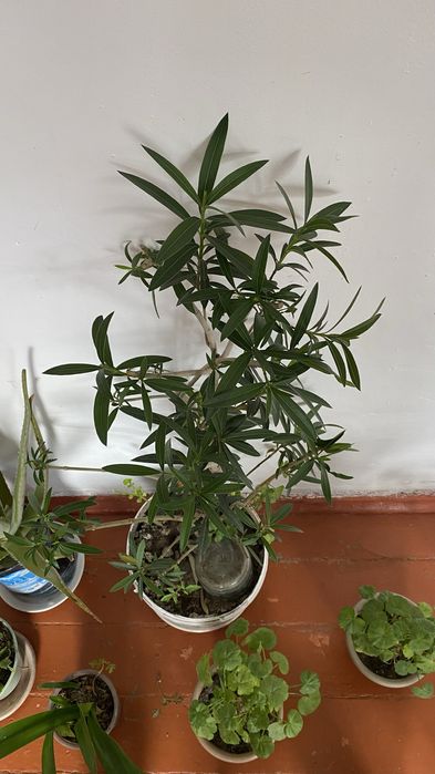 Комнатные растения