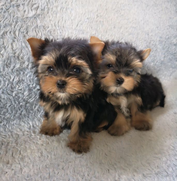 Продам щенков йорка