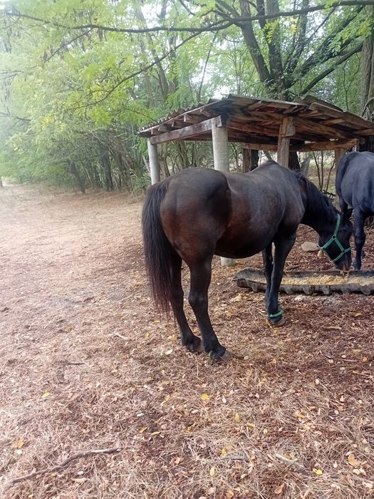 Vind iapà cuminte gestalt virstà8 ani