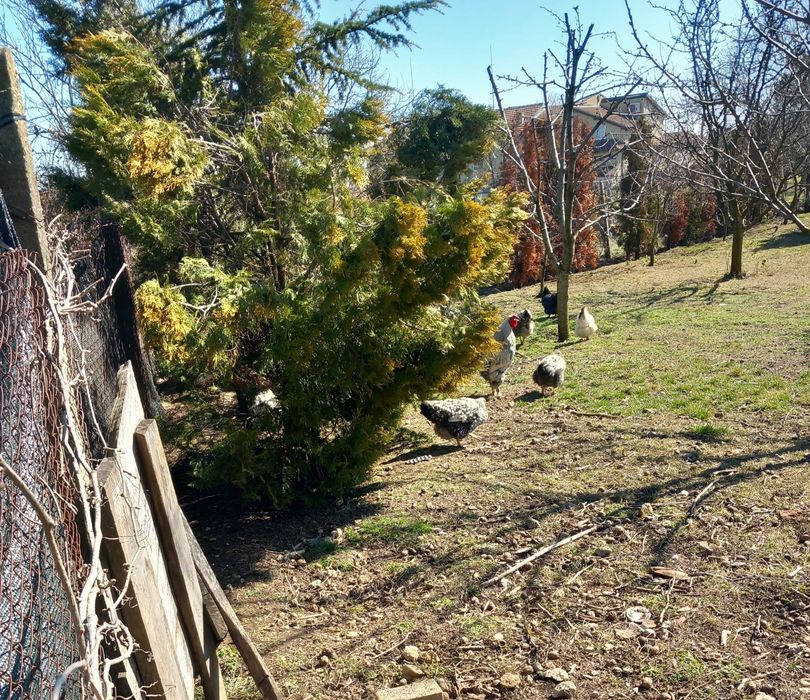 Домашни пилета на 15 дни и месец. 3,5 ев