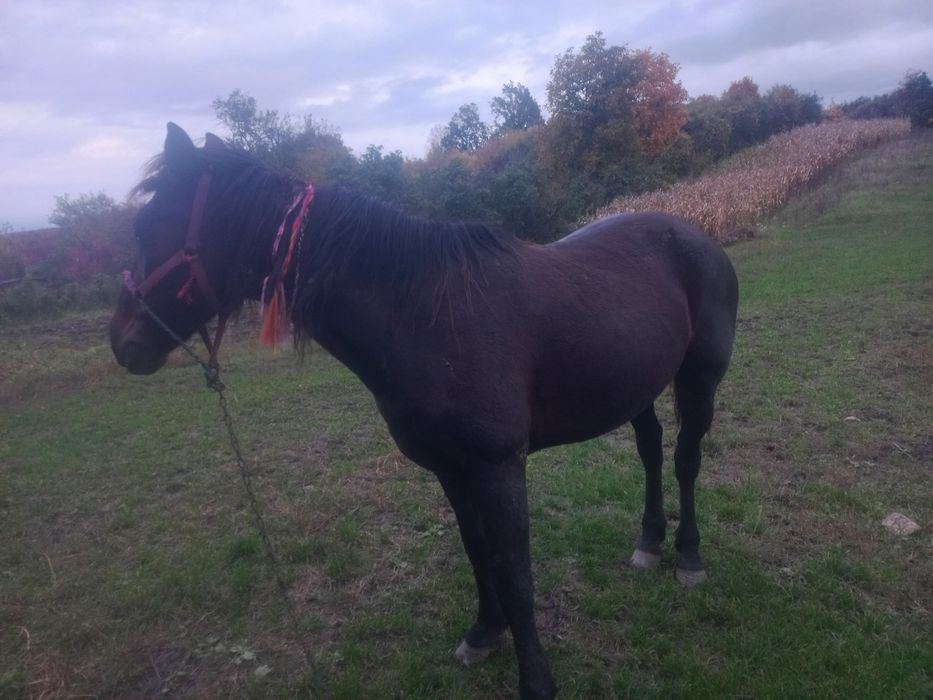 Iapa de 8 ani garantata