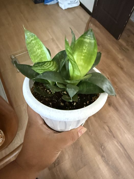 Продам комнатные цветы