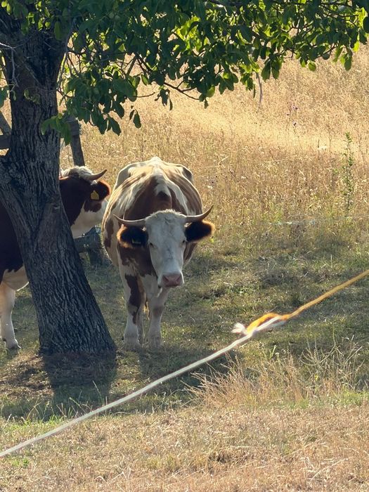 Vaca bălțată romănească