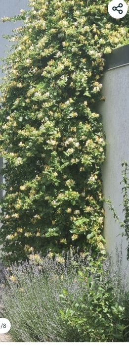 Caprifoi,  Mănâncă Maicii Domnului , Glicina