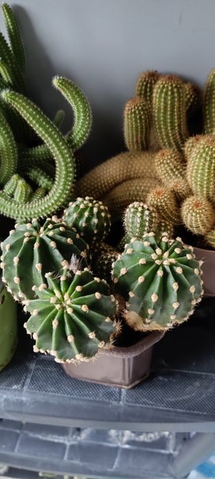 Кактуси, различни видове