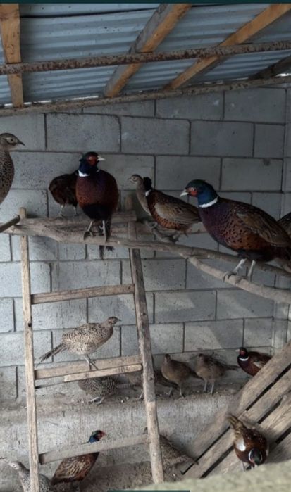 Фазан - Кыргауыл