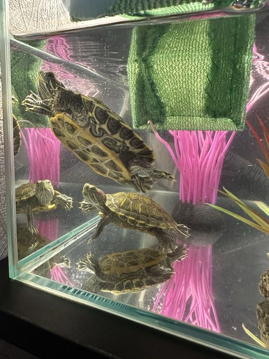 Продам Красноухих черепах