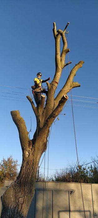 Дарахт кесиш обрезка деревьев спилит деревия daraxt kesish буталаш