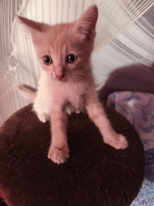 Котята в добрые руки.