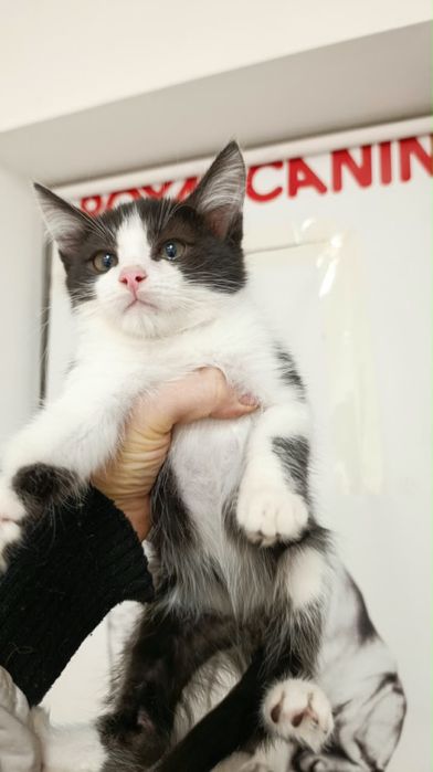 Котенок-мальчик , 2,5 месяца
