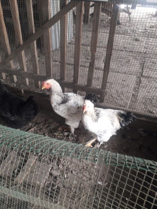 Продам молодых петухов