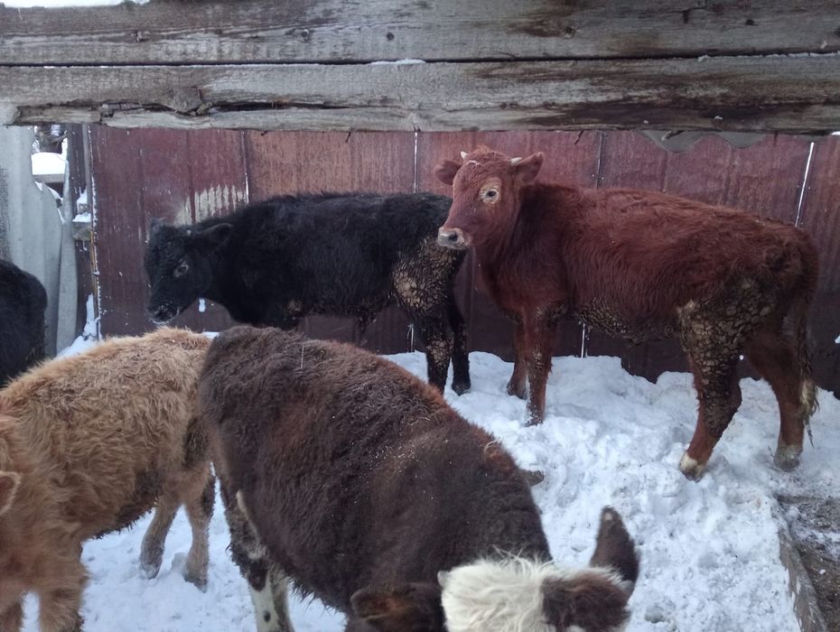 Продам 3бычок 4тёлка оптом