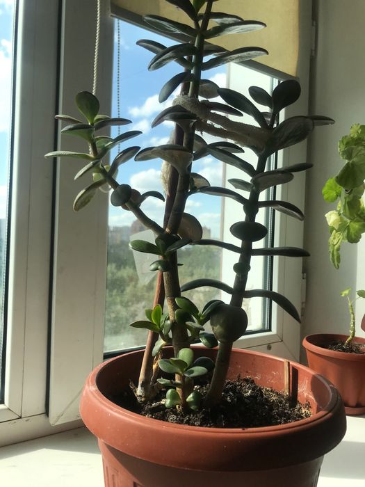 Продам комнатные цветы