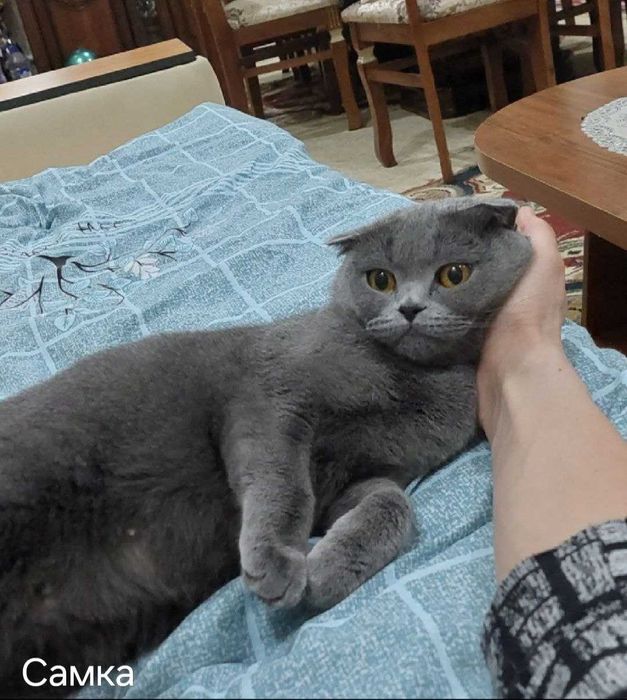 Шотландский киз мушук сотилади