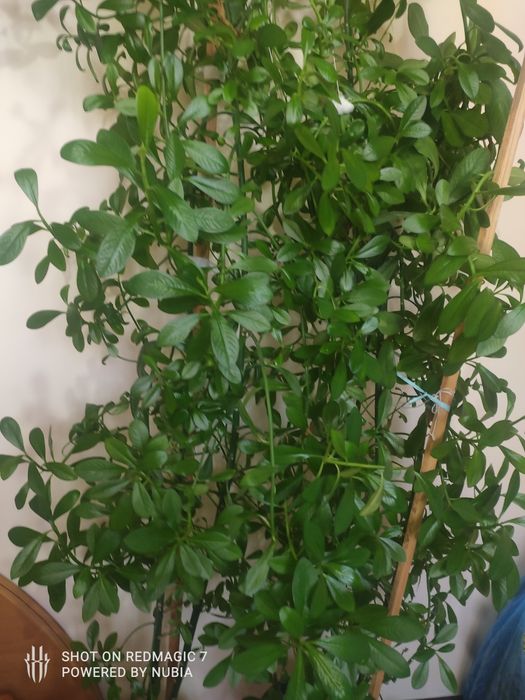 Продам домашний цветок