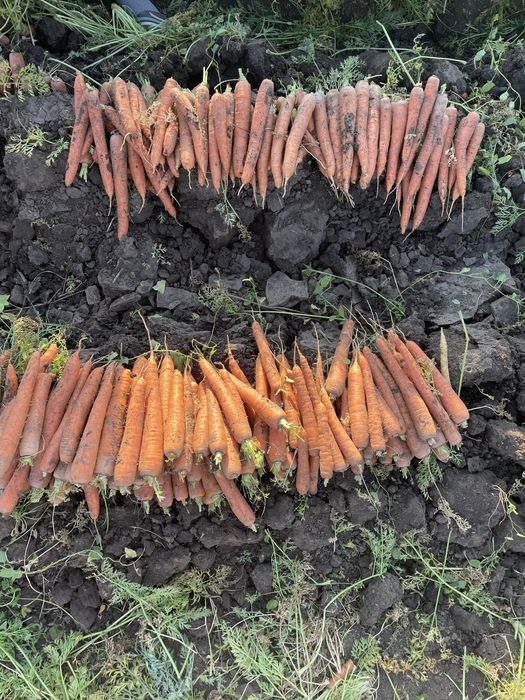 Morcov Natuna F1 si Baltimore F1