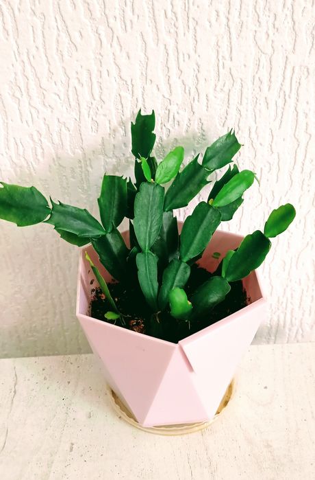 Комнатные цветый разные 1000