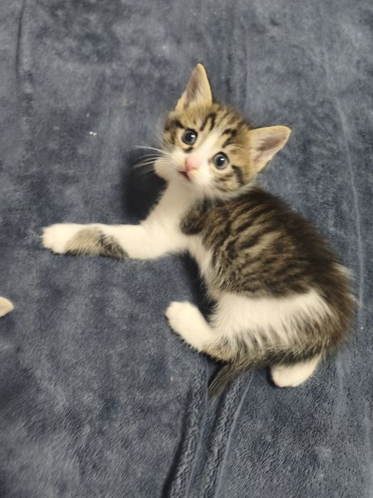 Котята бесплатно