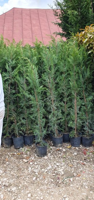 Leylandii chiparos verde 1,5m 3m livram oriunde in tara