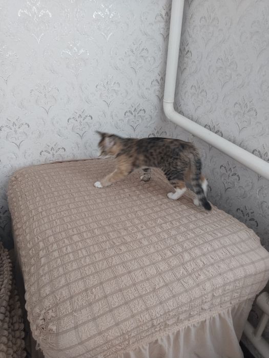 Mushuk oʻgʻil bola