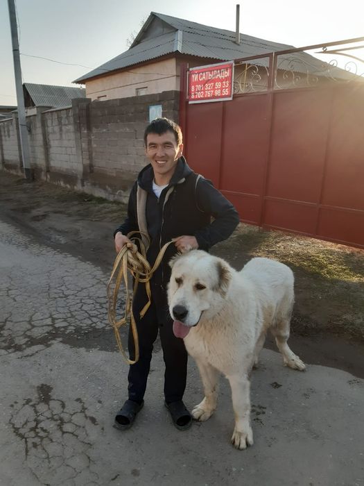 Собака АЛАБАЙ 9 айлық