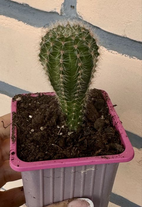 Цветы комнатные, все в горшках