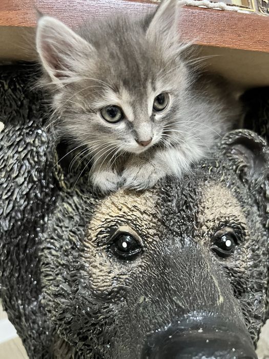 В добрые руки котята