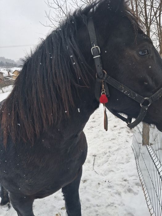 Mânz de vanzare iese de 2 ani la primăvară