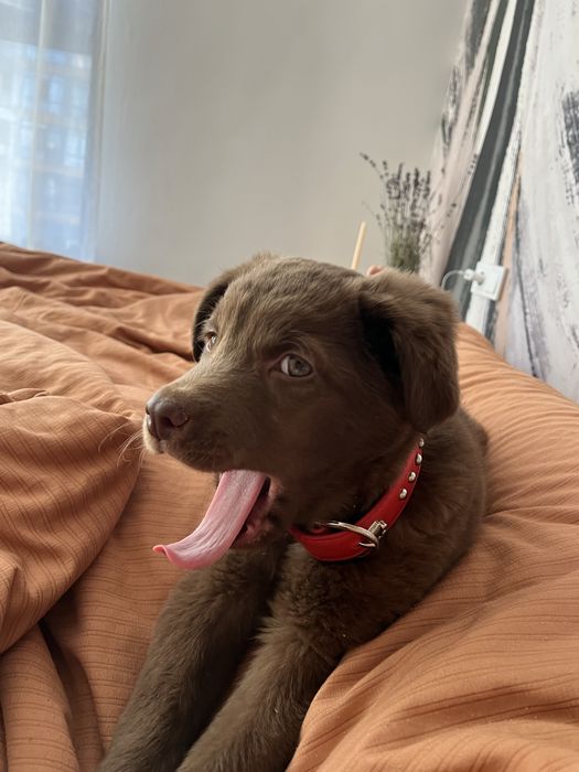 Щенок собака бесплатно