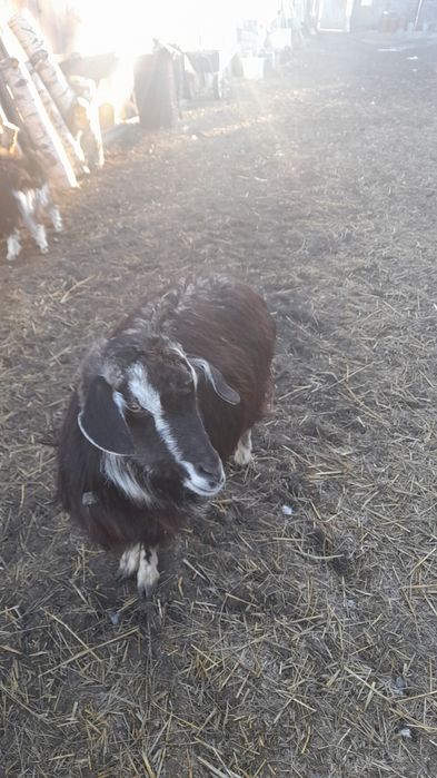 Продаются  козы.