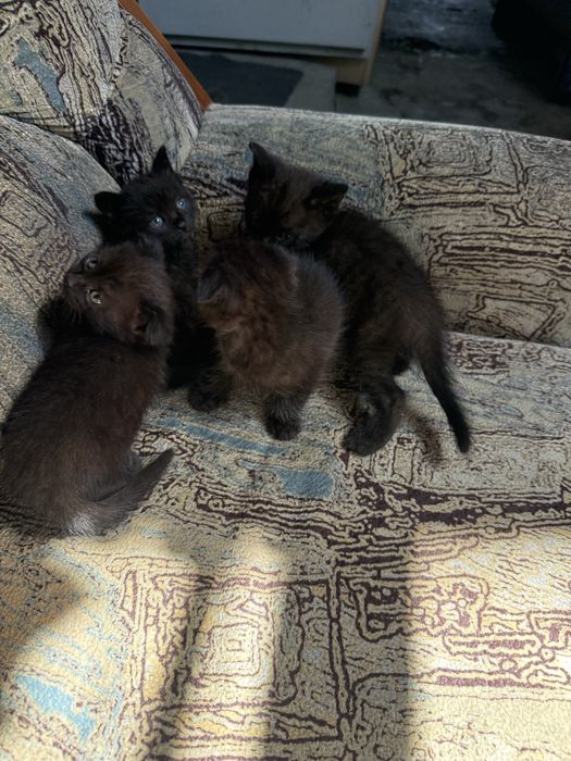 Котята веслоушки