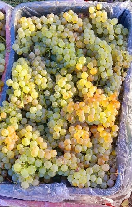 Struguri pentru vin