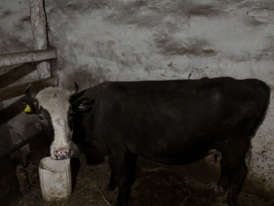 Продам коров трехлетки