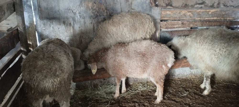 Тоқты, қой сатылады