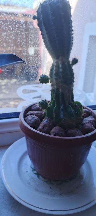 Гуллар сотилади хар хил размерда ва Хар турда