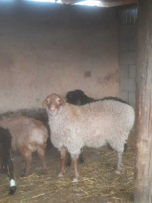 Продам жирных овец