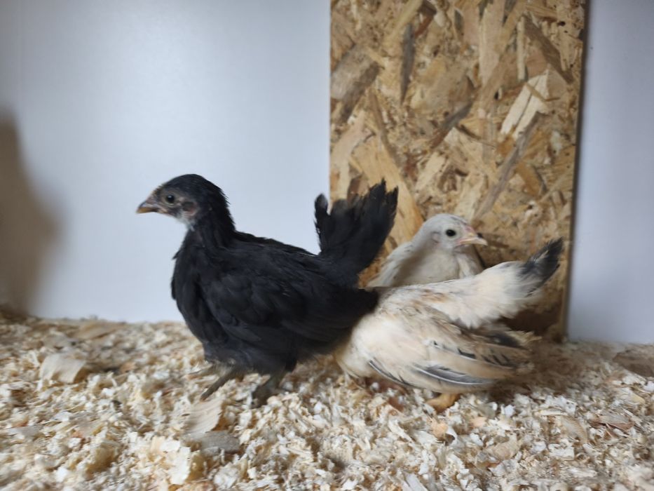 Шабо пиленца на 45 дни