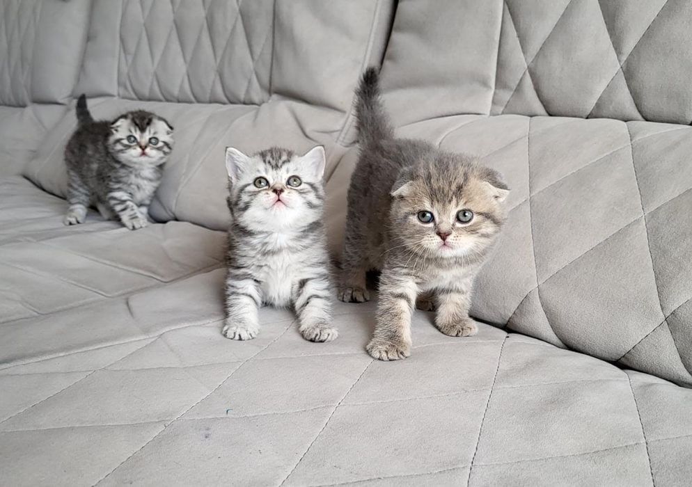 Шикарные Котята Фолды и Страйты.