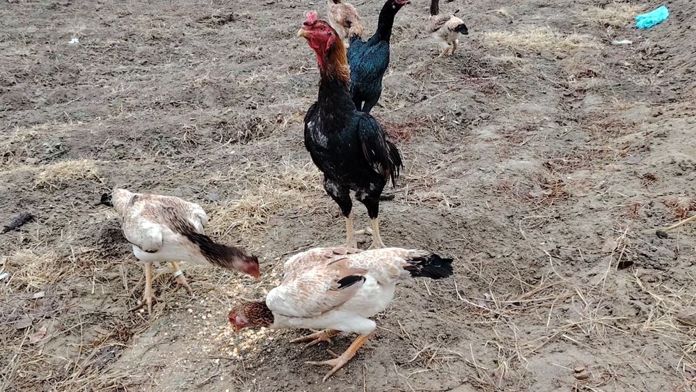 Mokyonlar sotiladi xurozi bilan