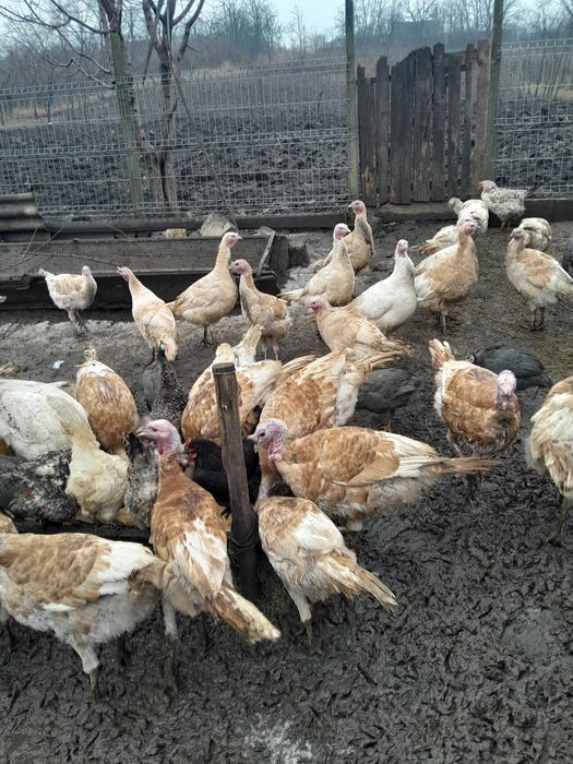 Curcani și curci de vânzare