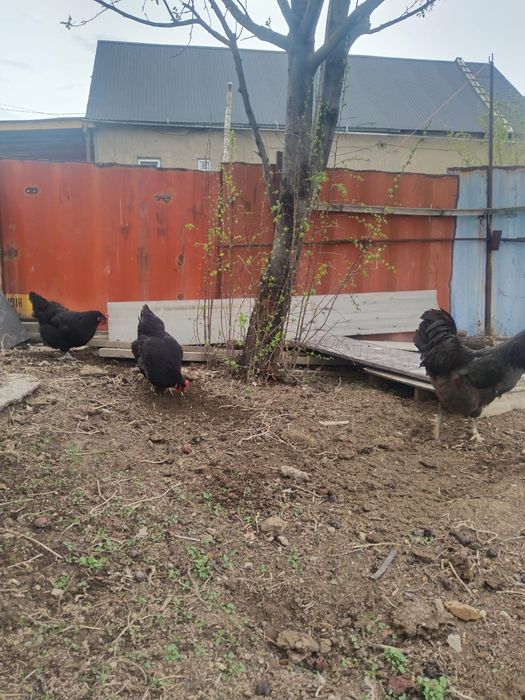 Джейсерский гигант