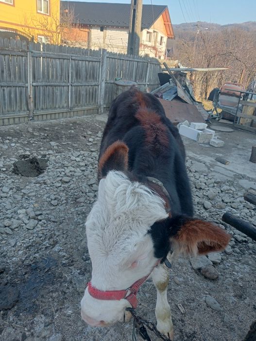 Vând vițea de 7 luni
