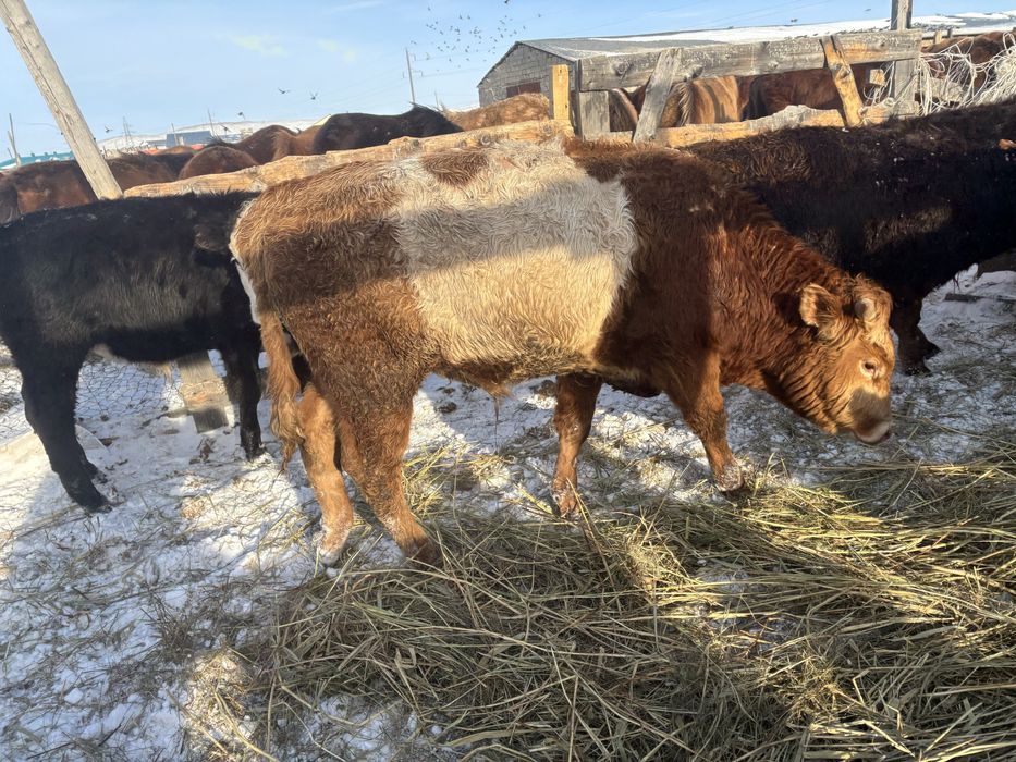 Откормдагы букадар сатылады