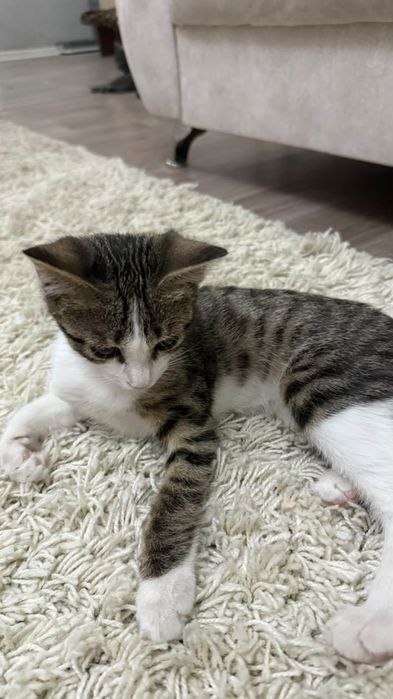 Отдадим котёнка в добрые руки.