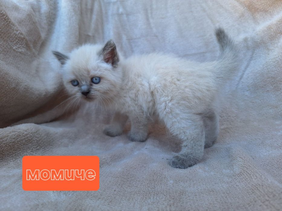 Дългокосмести британски котета