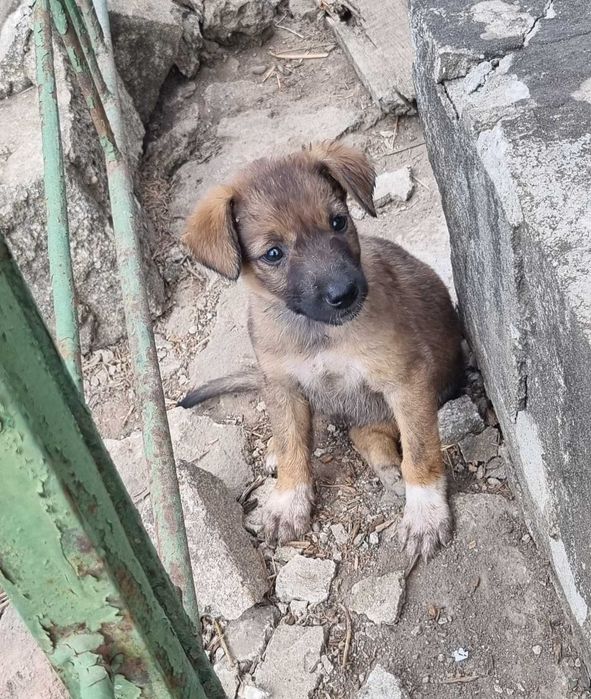 Puiuti - 2 luni - adoptie responsabila