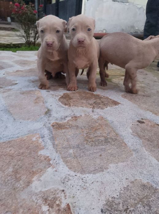 Питбул, капучино, промо цена 300лв