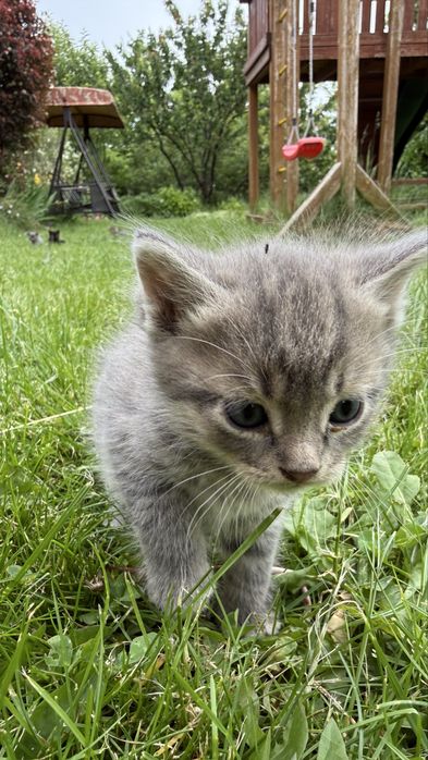 Котята  бесплатно