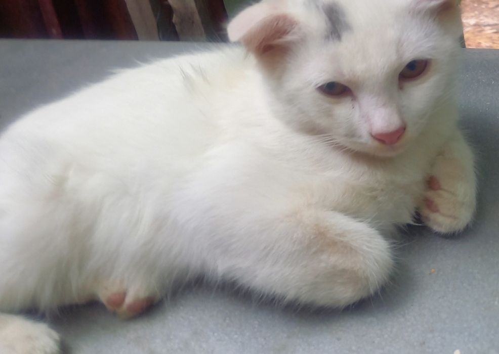 Котята 1,5 месяца