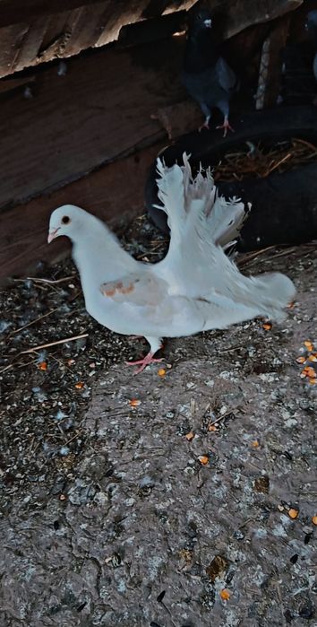 Vând femelă de rasă  curcan